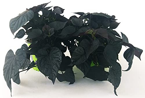 POWERS TO FLOWERS - IPOMEA BLACK-NERA, 2 PIANTE, piante vere