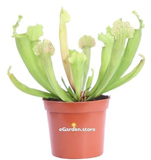 Pianta Carnivora Pianta Carnivora Mangia Insetti pianta da interno pianta ornamentale Carnivora Pianta Carnivora vera venduta da eGarden.store (Sarracenia Velvet)