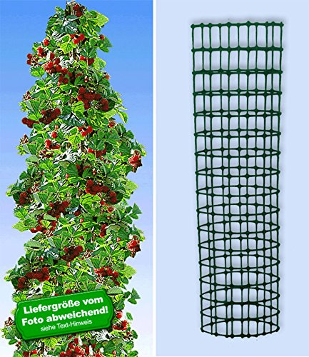 BALDUR Garten Japanische Säulen-Himbeere & Dekorativer Rankturm, 1 Himbeerpflanze und 1 Rankhilfe