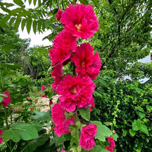 stockrosen samen winterhart mehrjährig - wildblumensamen, hochbeet samen stockrosensamen stockrosen pflanzen kaufen samen, stockrose samen blumenwiese samen mehrjährig, herbst deko 400pcs