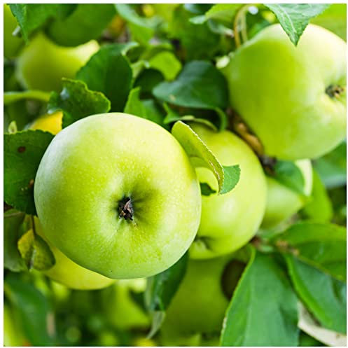 Grenadier Apple Tree 4-5 ft,Self-Fertile Cooking Apple 3fatpigs®