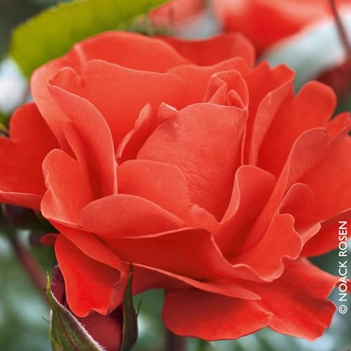 Beetrose „Westpoint (Premium) - blutorange blühende Topfrose, im 5 L Topf - frisch aus der Gärtnerei - Pflanzen-Kölle Gartenrose