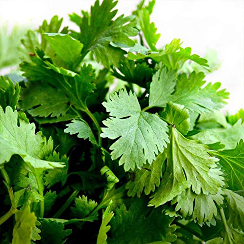 Koriander mehrjährig 250 x Samen 100% Natursamen aus Portugal handgepflückt