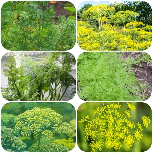 Semi di aneto - vecchie varietà per giardinieri selvatiche esotico verdi aromatiche da giardino resistenti prodotti sostenibili semi di 400pcs