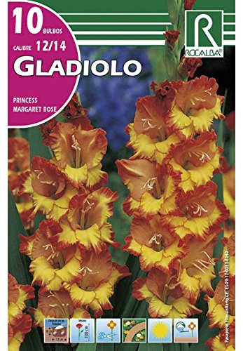 BULBO GLADIOLO PRINCESS MARGARET ROSE - 10 UD…