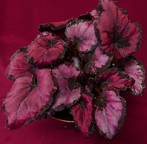 PLAT FIRM Semillas de germinación: Begonia Pflanzen Harmony Rudolph Nouveau 4 Pot Rex