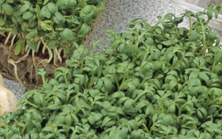 Pcs - 150x Écologique Graines Cresson Simple - Écologique Légumes Graines KS533 - Seeds & Plants Shop by Ipsa