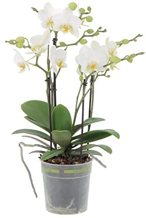 KENTIS - Orchidea Vera Pianta Rara - Phalaenopsis Boquetto Bianca - Piante da interno Fiorite Purifica Aria - Vaso Ø 12 cm