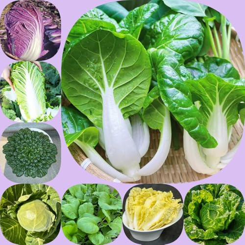 cavolo cinese, semi di pak choi, verdi vecchie varietà raro resistenti balcone serra resistenti per giardini rocciosi giardino sul balcone 250pcs
