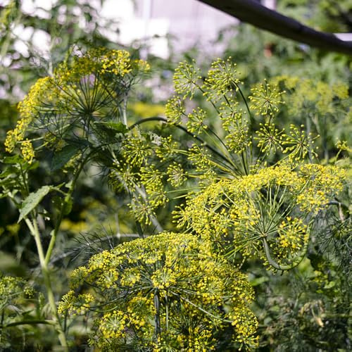 aneto, biologiche per la copertura del terreno semi di aneto decorazioni giardino per esterni giardino di al coperto sul balcone semi 650semi