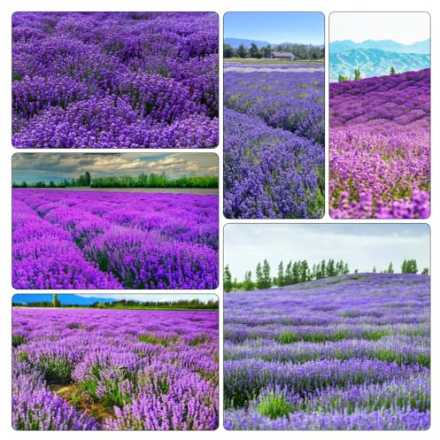 semi di lavanda - balcone con decorazione del soggiorno 600pcs