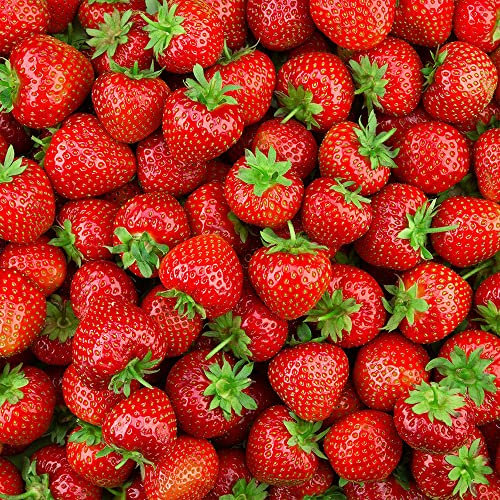 Strawberry Alpine Fruit Seeds – Sweet, Petite & Delicious Summer Fruit – Perennial – for Your Beautiful Home Garden
