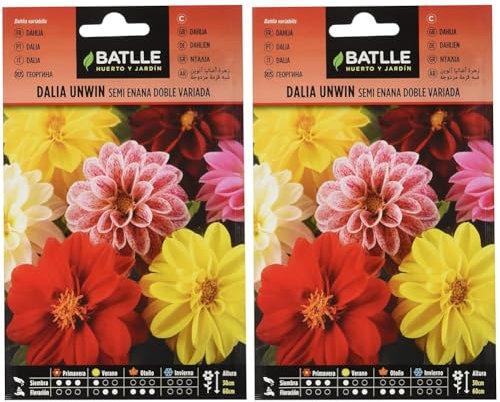 Batlle Dahlia Unwin (Lot de 2)