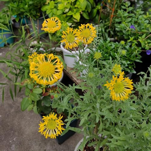 kokardenblume staude winterhart samen - kräuterpflanzen, blumen für balkon kokardenblume samen, ausgefallene geschenke, bodendecker winterhart mehrjährig winterharte pflanzen für 50pcs