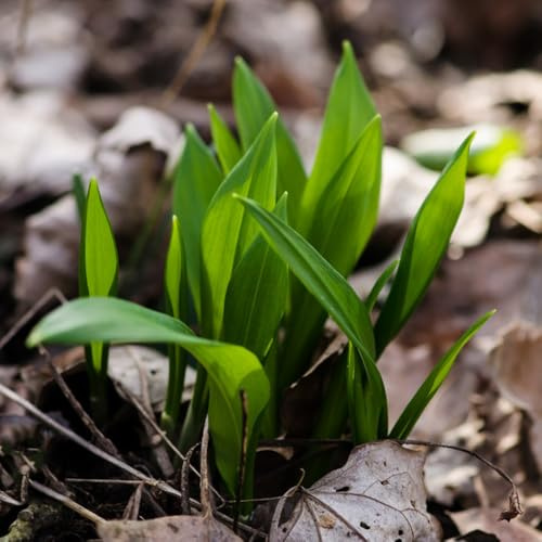 Aglio orsino - Allium ursinum - esotiche da balcone rialzate per giardino di da interno verdi giardino di tappezzanti 100semi