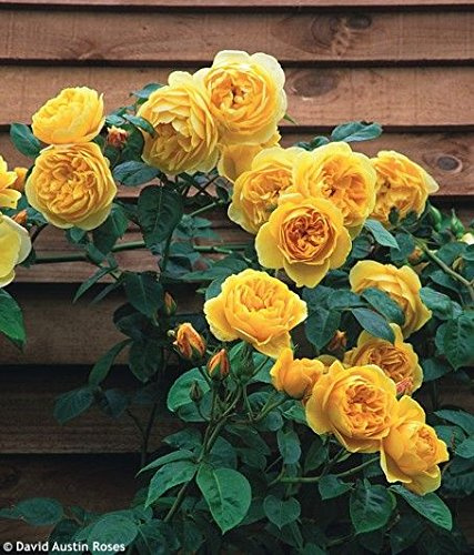 Graines de rosier grimpant jaune Plantes grimpantes Graines de fleurs chinoises Paquet de 100 graines