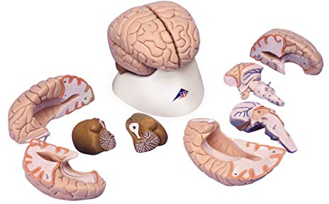 3B Scientific Menschliche Anatomie - Gehirnmodell, 8-teilig + kostenlose Anatomie App - 3B Smart Anatomy, C17