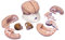 3B Scientific Menschliche Anatomie - Gehirnmodell, 8-teilig + kostenlose Anatomie App - 3B Smart Anatomy, C17