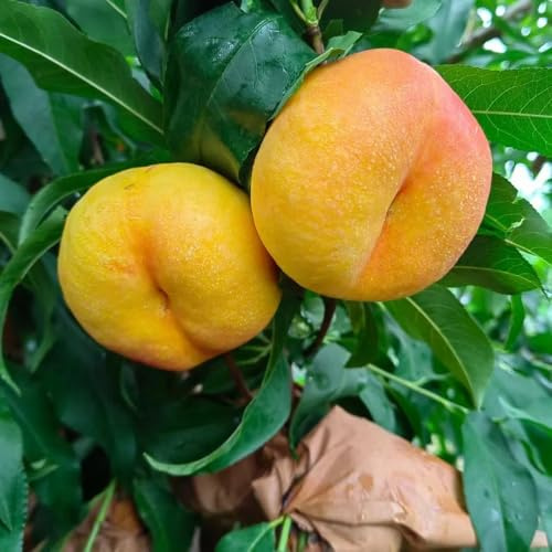 nectarina, de balcón, columnares Cultivo de verdes, interior. jardín resistentes en macetas interior lugares 12semillas