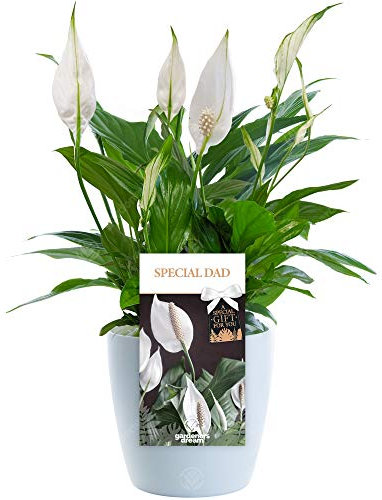 Special Dad Peace Lily - Father's Day Plant, Say Thank You with a Unique Living Plant Gift