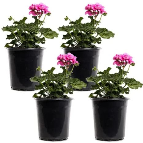 Cuatro Geranios Pack de Flores para Jardín