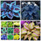 4 Stück-Hosta-Zwiebeln, Funkien Pflanze Winterhart, Seltene Funkie,Winterhart MehrjäHrig, Innenhof,Vier Jahreszeiten,Hosta Pflanzen，Funkien Rhizome-A