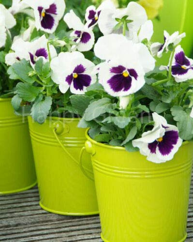 Semi freschi - Viola del pensiero zero - bianco con macchia - 100 semi - Viola Wottrockiana