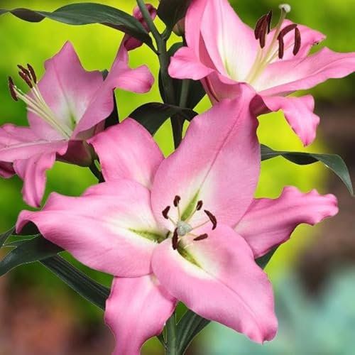 Lilienzwiebeln Baumlilie Riesenlilien Lilium Zwiebeln Onion Knollen Winterhart Frische mehrjährig duftenden Prachtblüten Hochgewachsene Lilie (Albaretto XL)