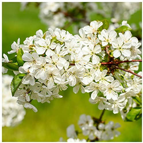 'Madame Lemoine' Syringa Vulgaris-Branched Lilac Tree Shrub in a 2L Pot 3fatpigs®