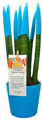I GIARDINI DI GIULIA - Sansevieria Cylindrica punte di velluto in vaso di ceramica colorato diametro 12 cm. altezza 35 cm, pianta vera (Azzurro)