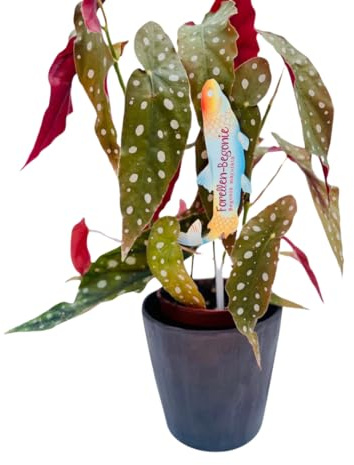 Vivaio Garden Forest Pianta Begonia Maculata Wightii, Pianta reale, Pianta da appartamento, Brasile, Decorazione casalinga, Pianta brasiliana, Pianta tropicale, Vaso 12CM, H 30cm