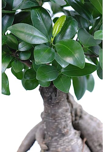 Ficus Retusa Bonsái Natural un Elegante Árbol de Interior para Crear un Ambiente Zen