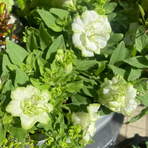 semi di petunia, petunie pendentito decorativo petunie semi di da balcone balconeto in vaso arredamento per soggiorno con 225semi
