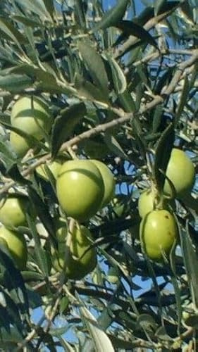 Pianta di Olivo Ascolana (da Mensa) in Vaso 18 cm