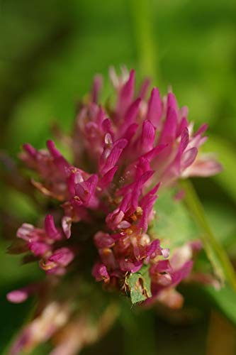 Flower Red Clover Meadow Blossom Klee Plant Bloom-20 Inch by 30 Inch Laminated Poster with Bright Colors and Vivid Imagery-Fits Perfectly in Many Attractive Frames