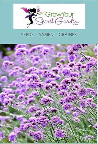 Verbena bonariensis - Verveine de Buenos Aires 100 Graines -vivace