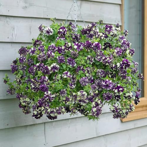 semi di petunia perenni, resistenti giardino esotiche 600pcs
