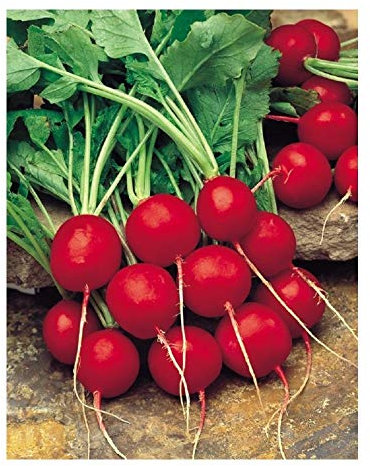 PREMIER SEEDS DIRECT Radish - SAXA 2-10 Grams