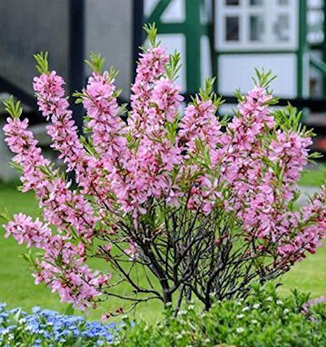 Prunus tenella 'Fire Hill' 40–60 cm – Winterhart, Mehrjährig, Pflegeleicht – Zwergmandel – Zierstrauch für Garten & Kübel