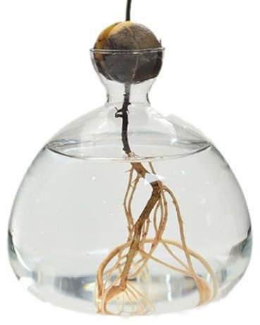 Vase en Verre pour Avocat - Verres De Démarrage D'avocat en Verres Transparent - Culture d'arbre À Avocat - Avocado Vases Hydroponique Vases Transparent Terrarium Plantess pour Decoration Interieur