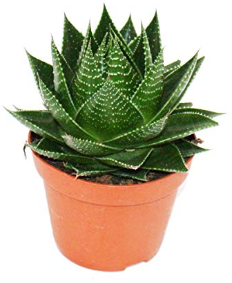 exotenherz - Aloe Cosmo - Aloe sphérique - Pot de 12 cm - Plante d'intérieur succulente