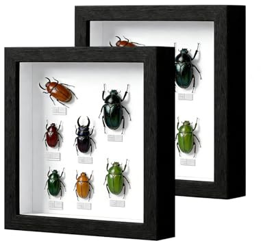 2 stycken bildramar för fyllning, djupa bildramar för fyllning 20 x 20 cm, med transparent akrylplatta, 3D-objektram djup 3 cm, djup ram trä, för foton, föremål, blommor, svart