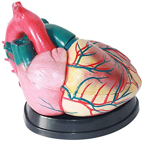 LBYLYH Herzmodell Herzmodell Erwachsene Vergrößern 5Mal Geeignet Für Den Unterricht Medizin