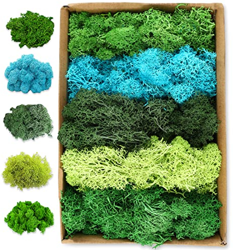 JOLIGAEA Deko Moos, Moos in 5 versch (200g), Echtes konserviertes Natur-Moos, Konserviertes moos für Moosbilder, Moos konserviert zum Basteln, Dekomoos für die Deko zu Ostern, Stil 1