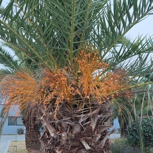 palma da datteri, da giardino varietà biologiche tradizionali in vaso rialzate resistente in vaso resistenti al pieno sole arredamento del soggiorno serra 25semi
