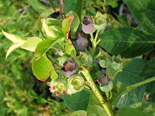 Myrtille Blue Jay C 5 Litres