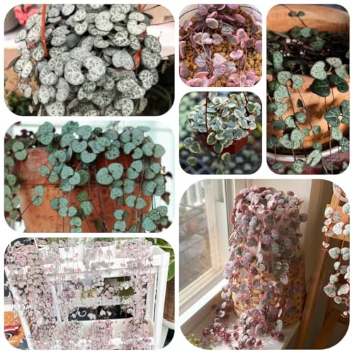 leuchterblume hängend samen green wall, pflanzen deko vine, ceropegia woodii, pflanzen hängend, ranke kletterpflanzen wohnzimmer deko, hängepflanze kletterpflanzen winterhart, deko 125pcs