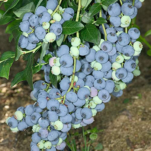 YouGarden Blueberry Vaccinium, Mid Season Cropping Blueberries, Established Plant in 3 Litre Pot, Ready to Plant, Grow Your Own