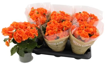 Planta Viva de Begonia de Colores Variedad Elatior Hoja Verde Oscura y Flor Brillante