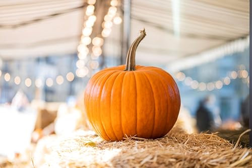 Sachet de graines de Courge d'Halloween Jack O'Lantern - Sachet de 2 grammes - Graines de style